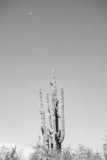 Saguaro National Park