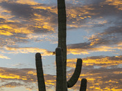Saguaro National Park