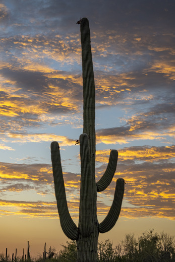 Saguaro National Park