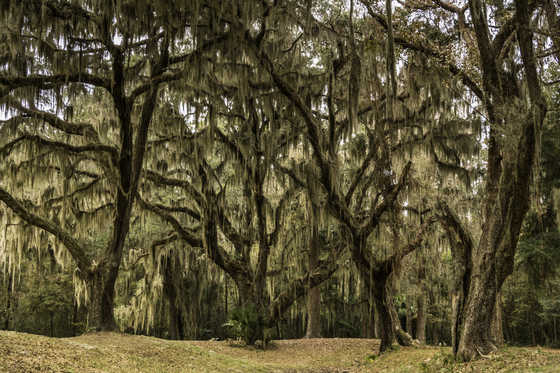 Fort Frederica National Monument
