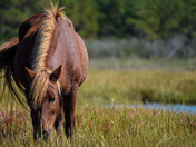 Assateague Island National Seashore