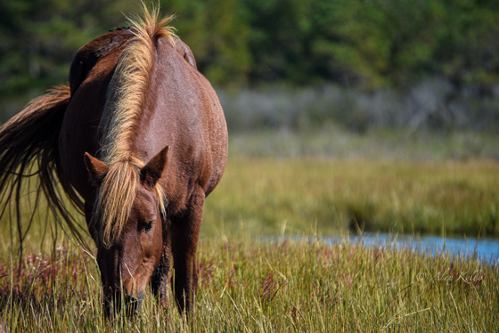 Assateague Island National Seashore