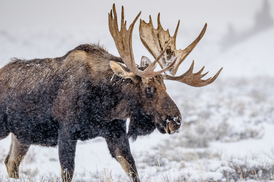 Grand Teton National Park
