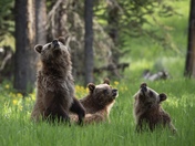 Grand Teton National Park