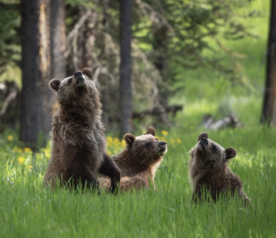 Grand Teton National Park
