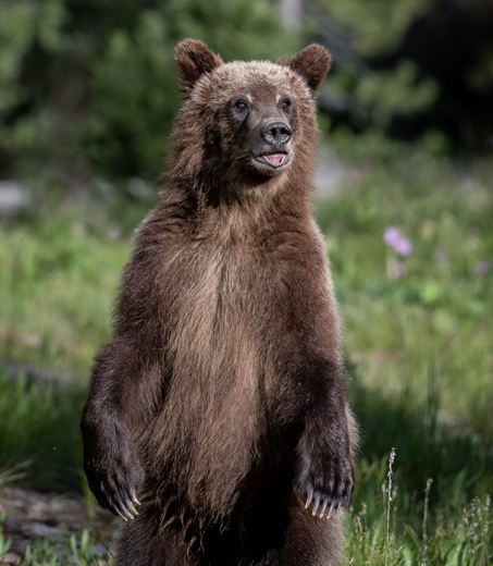 Grand Teton National Park