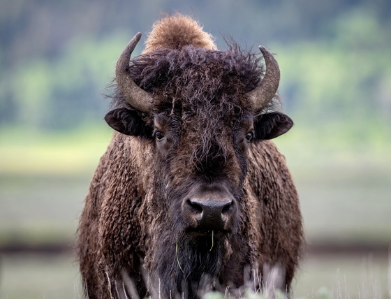 Yellowstone National Park