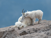 Mount Evans