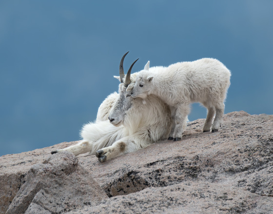 Mount Evans