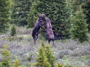 Big Horn National Forest