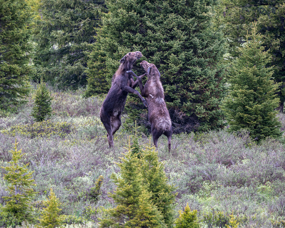 Big Horn National Forest