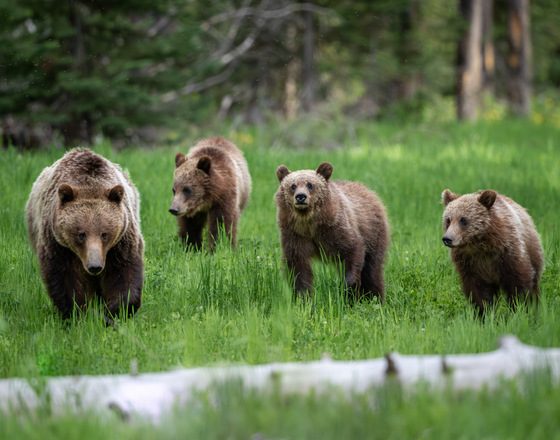 Grand Teton National Park