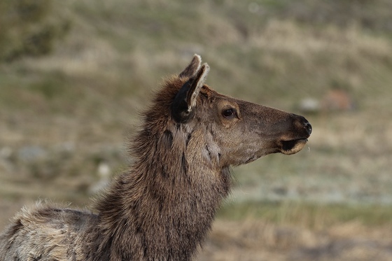 Yellowstone National Park 