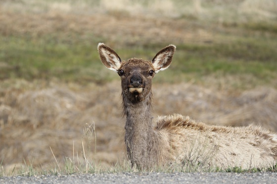 Yellowstone National Park 