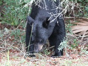 Ocala National Forest 
