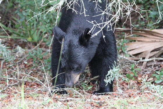 Ocala National Forest 