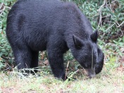 Ocala National Forest 