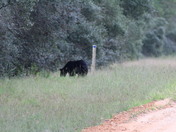 Ocala National Forest 