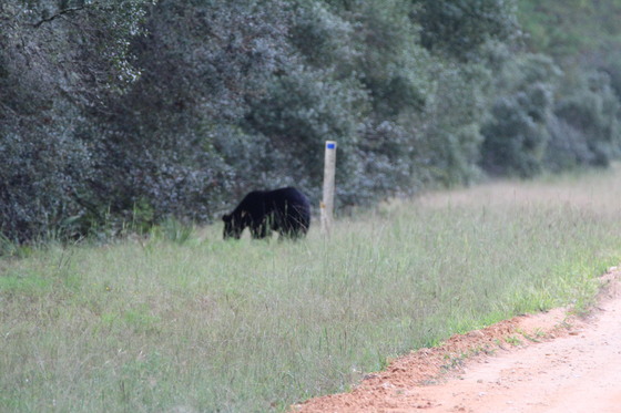 Ocala National Forest 