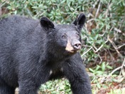 Ocala National Forest 