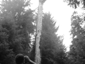 Hoh Rain Forest