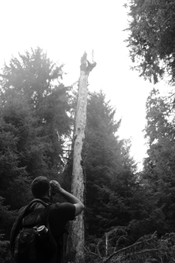 Hoh Rain Forest