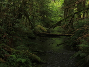 Hoh Rain Forest
