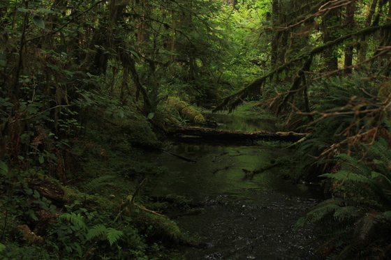 Hoh Rain Forest