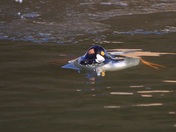 Coming up from a dive