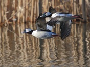 Bufflehead Fly-by