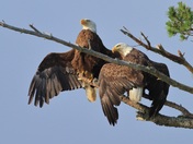 Airing the Wings