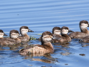 Ruddy duck family