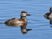 Female Ruddy duck
