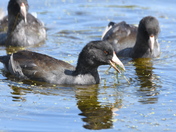 Feeding Coots