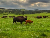 Black Elk Wilderness