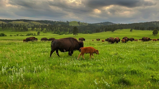 Black Elk Wilderness