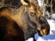 Chugach National Forest