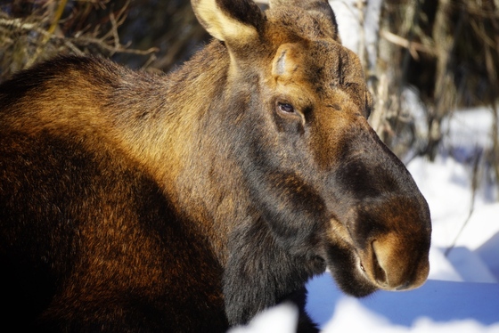 Chugach National Forest
