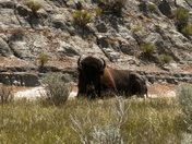 Theodore Roosevelt National Park