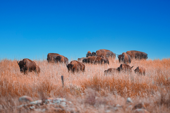 Wichita Mountains