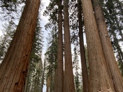 Sequia National Park