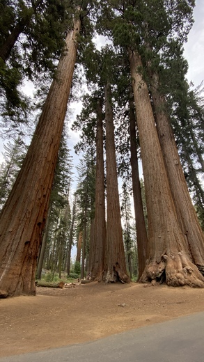 Sequia National Park