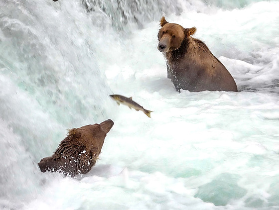 Katmai National Park