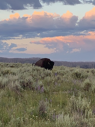 Yellowstone National Park