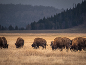 Grand Teton National Park