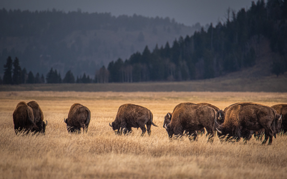 Grand Teton National Park