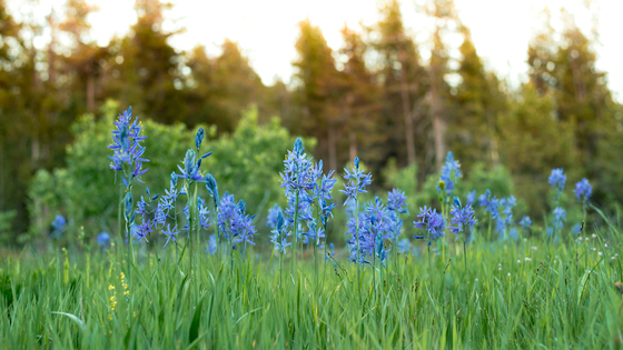 BLM near Island Park, Idaho