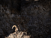 National Elk Refuge