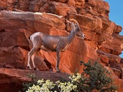 Zion National Park