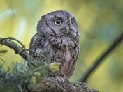 Screech mom owl